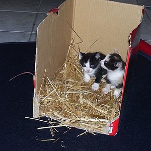 Buddy und Kiara gerade angekommen (5 Wochen alt) 05-09