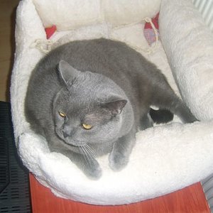 Clarky im neuen Bett