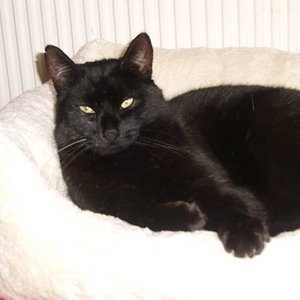 Kiriku im neuen Bett