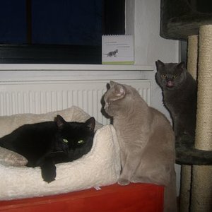 3 Katzen stehen Schlange, denn das neue Bettchen ist sooooo schön kuschelig!