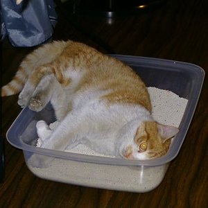 Er lieeebt sein Klo! :-)