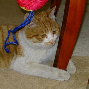 Whiski in der Spielpause