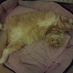 Tiggr machts es sich gemütlich