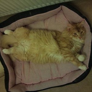 das muss bequem sein so zu liegen laut Tiggr