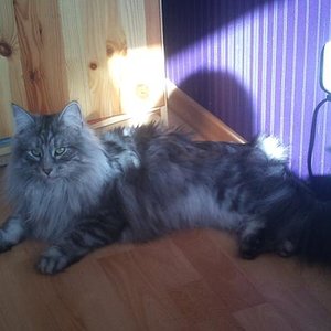 Pepper in voller Pracht