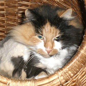 Fiona. Leider war sie in einem sehr schlechten Zustand und mußte geschert werden, aber das Fell wächst schon wieder nach.