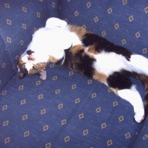 0001011201000 (Small)