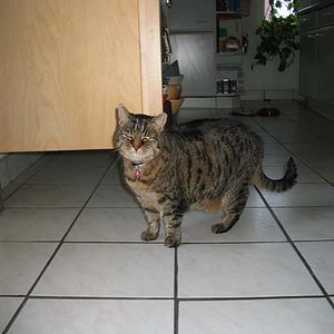 Hazel in der Küche - wo ist mein Futter