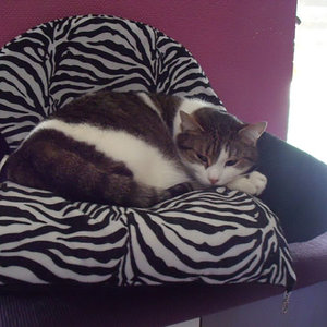 jeder hat seine eigene couch