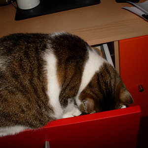 schublade auf-katze rein