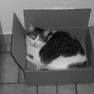 cat in a box