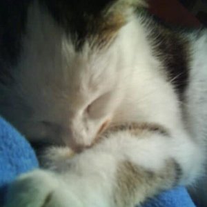 Meine Fellnase am schlafen (: