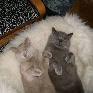 schlafende Briten 600 449