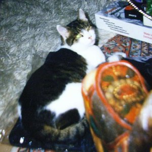 weihnachtspapier anschleichkommando