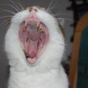 sissy mit 22 ,im schreien hatte sie den schwarzen gürtel