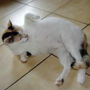 13.4.10 Mausi ihr Baby bauch wächst und wächst...