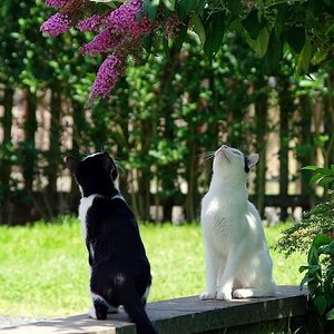 Felix (schwarz weiß) und Mäxchen (weiß-schwarz)
beobachten die Schmetterlinge