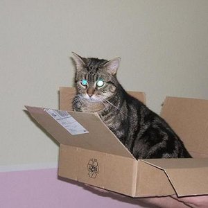 Eine Familienpizza mit doppelt Kater...