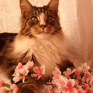 Niclas als Blumenjunge