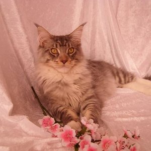 Leon als Blumenjunge