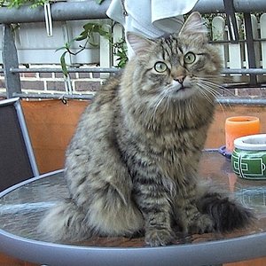 ..ich sitze doch immer auf dem Tisch..