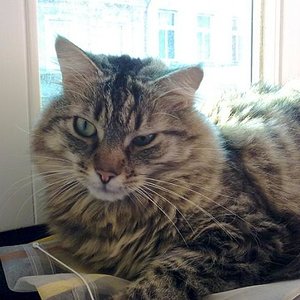 die Gardine sieht auf der Fensterbank viel besser aus, ehrlich!!