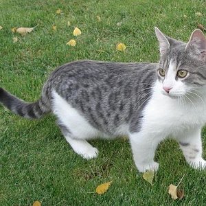 Charlie mit 5 Monaten