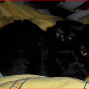 fripouille  mit schlappohren