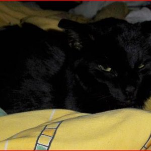 fripouille nochmal schlappohren