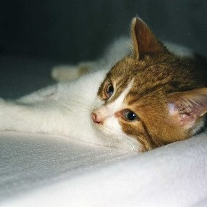 Hier war er noch krank, er hatte im Winter mit seinen 3 Monaten auf einer Baustelle "gelebt". Bis wir ihn gefunden haben.