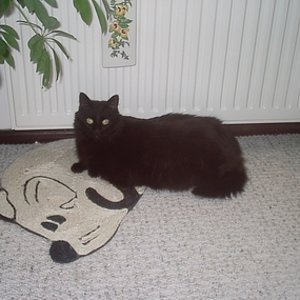 Mein Moritz ist leider Ostern über die Regenbogenbrücke gegangen:-(((