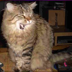 Trollolollollo lolööö