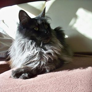 Baghira mit 1 1/2 Jahre!