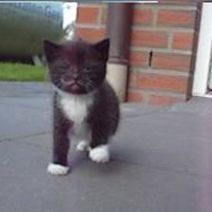 Grinsekatze (Lisa lustig)