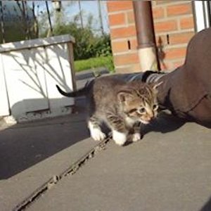 Sternchen auf der suche nach den anderen