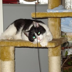 Felix der Sohn von Goli und Easy aus dem letzten Jahr.