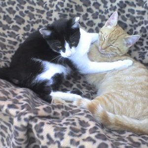 Easy und Goli. ein Liebespaar bis heute;o)