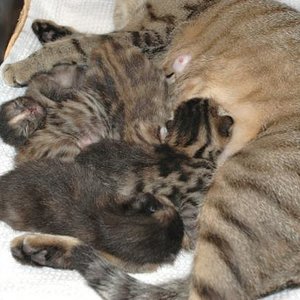 die kleinen sind nun 1 Woche alt