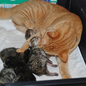 Papa Aidan übernimmt das putzen/massieren der Kleinen