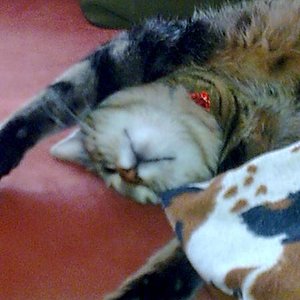 pfose+ihre 4 handy 008