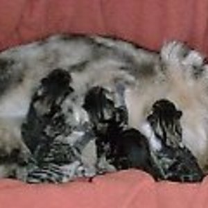 pfose+ihre 4 handy 023