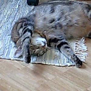 pfose+ihre 4 handy 010