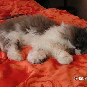 auf meinem Bett liegt er am liebsten