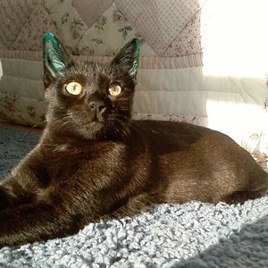 Die grünen Öhrchen werden irgendwann auch wieder schwarz, - gaaaanz bestimmt