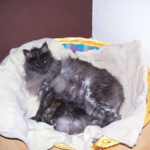 24.5.2010 - Bagira hat es geschaft, 4 zauberhafte kleine kitten :D