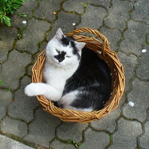 ...und das war meine Mietzie...schnief...