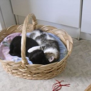 24.5..2010 bruder kuscheln