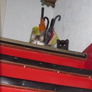 25.5.2010 ohne worte1