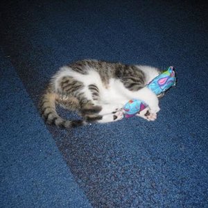 27.5.2010 baldriankissen taiger