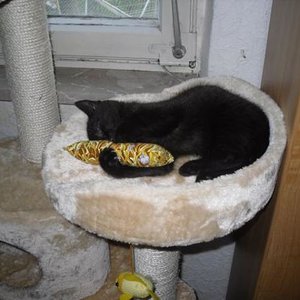 27.5.10 baldrankissen sammy